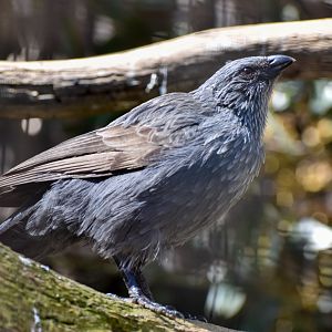 Apostlebird
