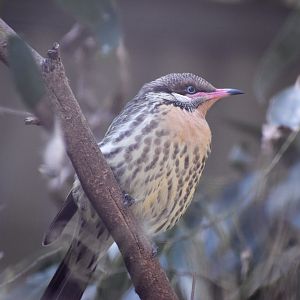 Spiny-cheeked Honeyeater