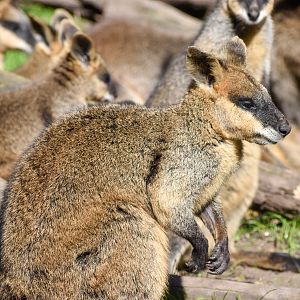 Swamp Wallabies