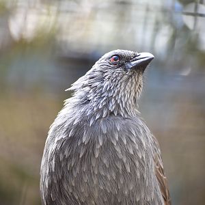 Apostlebird