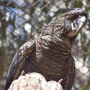 Red-tailed Black Cockatoo