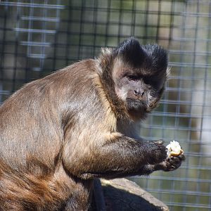 Black-capped Capuchin
