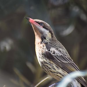 Spiny-cheeked Honeyeater