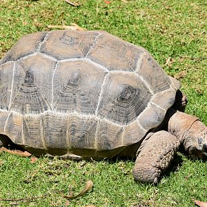 Aldabra Giant Tortoise