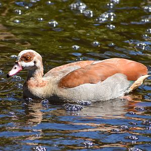 Egyptian Goose