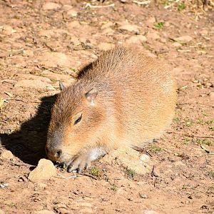 Capybara
