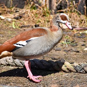 Egyptian Goose
