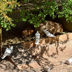 Wild freeloaders eating capybara food