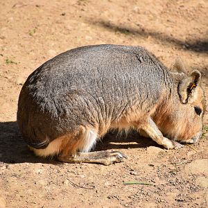 Patagonian Mara