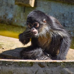 Black-handed Spider Monkey infant