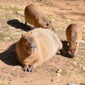 Capybaras