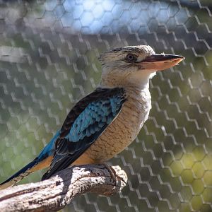Blue-winged Kookaburra