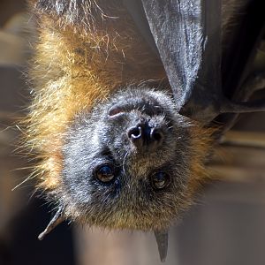 Grey-headed Flying Fox