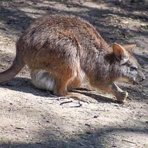 Parma Wallaby with pouch young