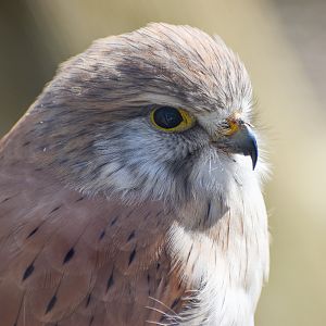 Nankeen Kestrel