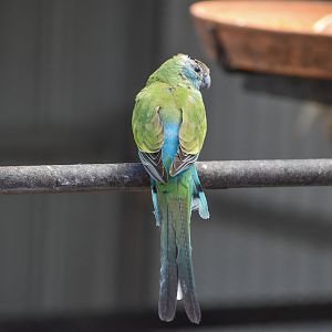 Golden-shouldered Parrot