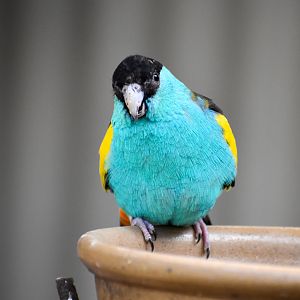 Golden-shouldered Parrot