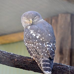 Barking Owl