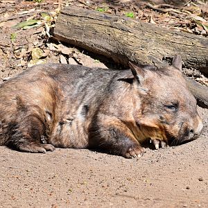 Southern Hairy-nosed Wombat