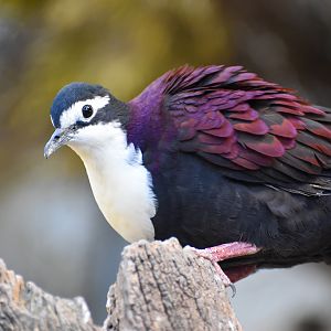 White-breasted Ground Dove