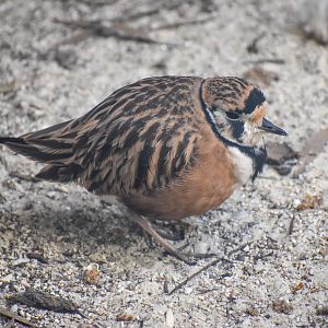 Inland Dotterel