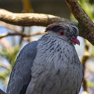 Topknot Pigeon