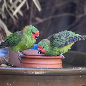 Little Lorikeets