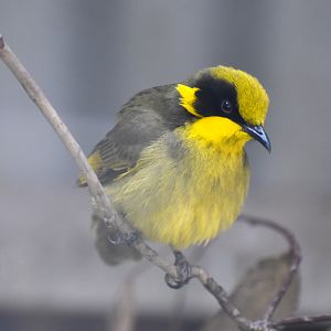 Yellow-tufted Honeyeater