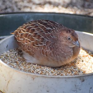 Little Buttonquail