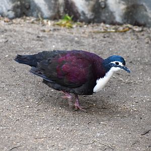 White-breasted Ground Dove
