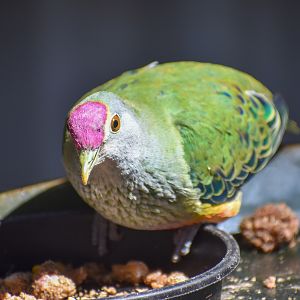 Rose-crowned Fruit-Dove