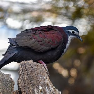 White-breasted Ground Dove