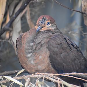 Brown Cuckoo-Dove
