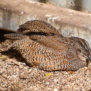 Brown Quail