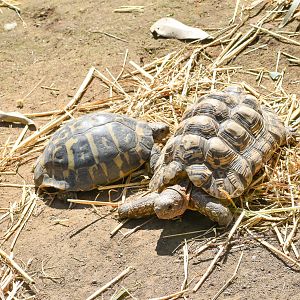 Hermann's and Leopard Tortoise