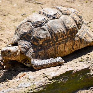 Leopard Tortoise