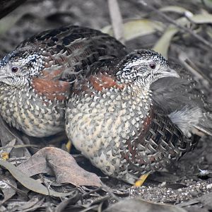 Painted Buttonquails