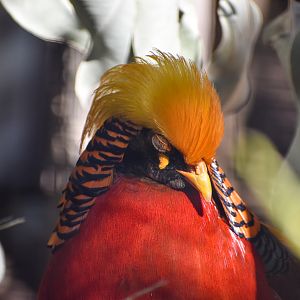 Golden Pheasant