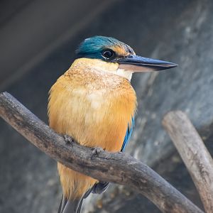 Sacred Kingfisher