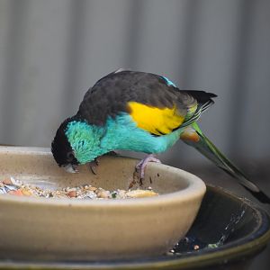 Golden-shouldered Parrot