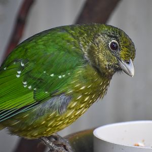Green Catbird