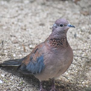 Laughing Dove