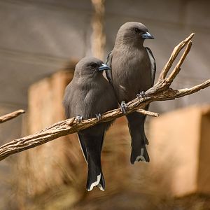 Dusky Woodswallows