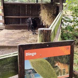 A very weird looking dingo...