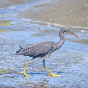 Pacific Reef Heron