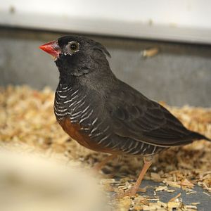 Guinean quailfinch (Ortygospiza atricollis ansorgei)