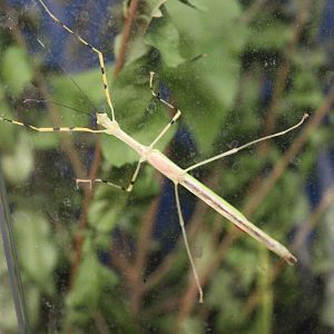 Stick insect (Anarchodes annulipes) BugParc, 08/2024