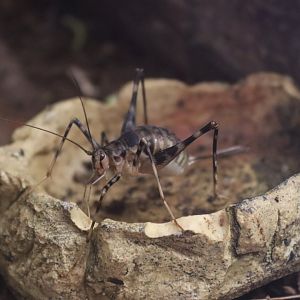 Cave cricket (Phaeophilacris bredoides) BugParc, 08/2024