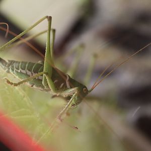 Lesser arid-land katydid (Neobarrettia victoriae) BugParc, 08/2024