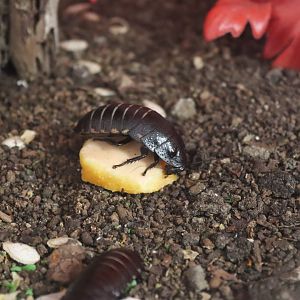 Vibrant hisser (Princisia vanwaerebeki) BugParc, 08/2024